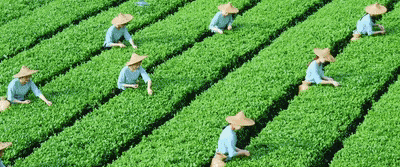 皇冠信用網会员开户申请
_上市!“高端中国茶第一股”皇冠信用網会员开户申请
,来自深圳罗湖